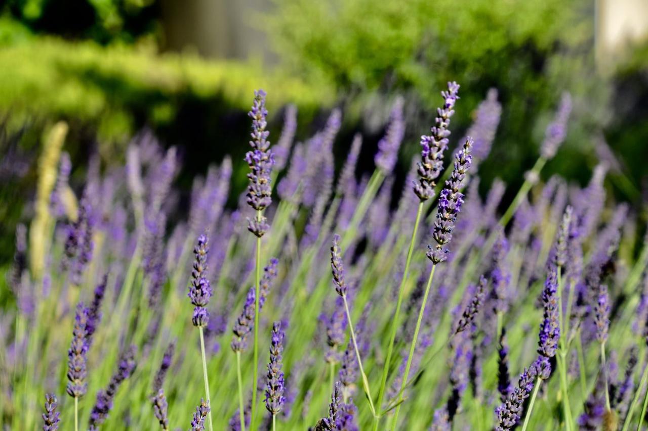 Le Jardin Des Amandiers Châteaurenard 외부 사진
